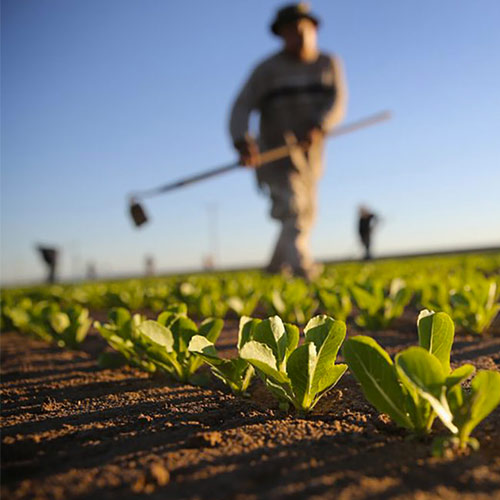 Sorrentino Prodotti e servizi per l’agricoltura