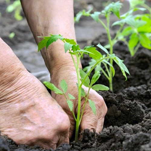 Sorrentino Prodotti e servizi per l’agricoltura
