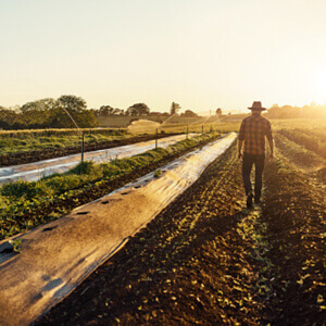 Sorrentino Prodotti e servizi per l’agricoltura