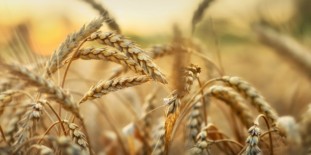 Sorrentino Prodotti e servizi per l’agricoltura