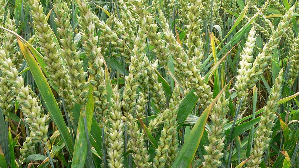 Agricoltura residuo zero